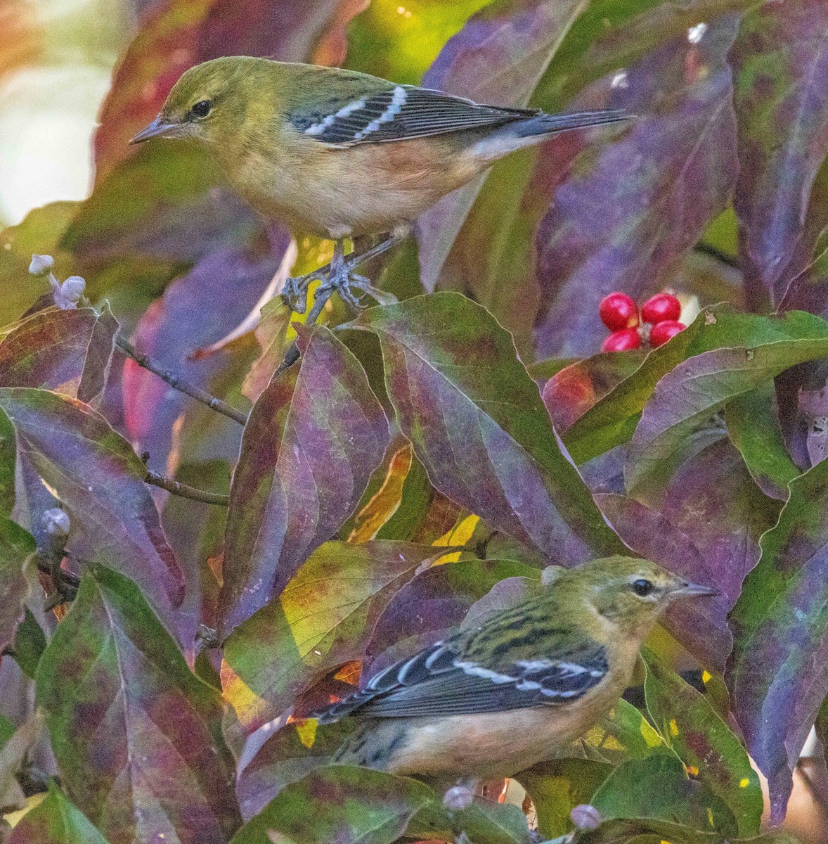 Bay-breasted Warbler - ML609899283
