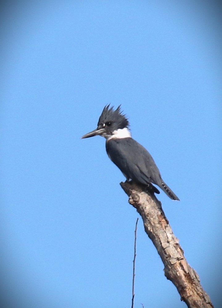 Belted Kingfisher - ML609899594