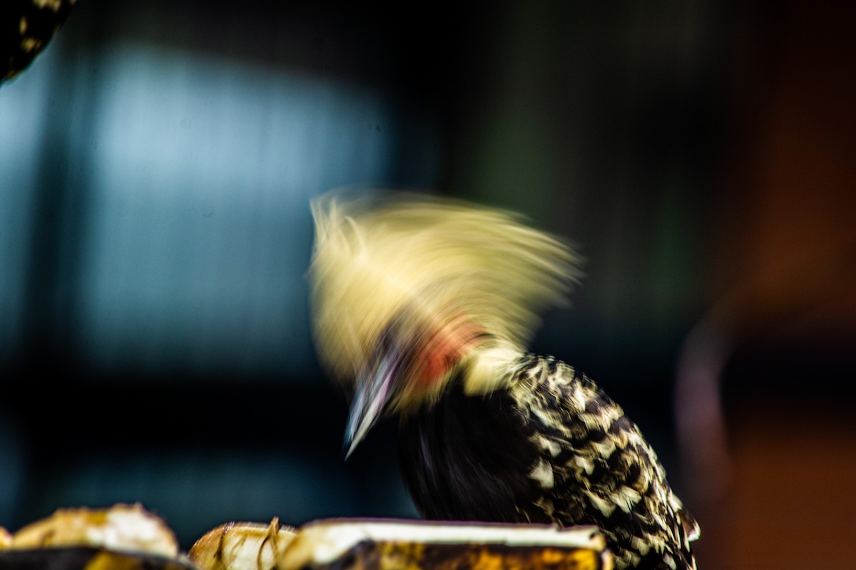 Blond-crested Woodpecker - ML609900022