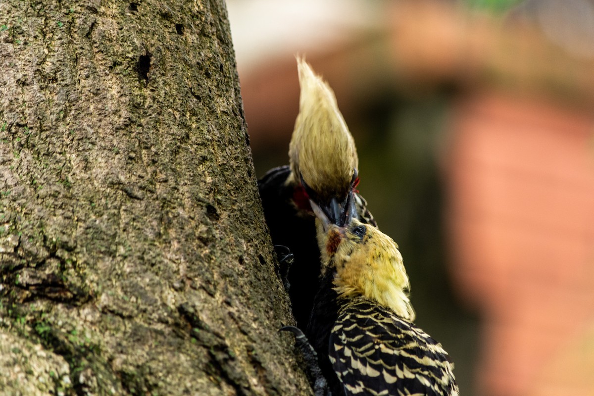 Blond-crested Woodpecker - ML609900023