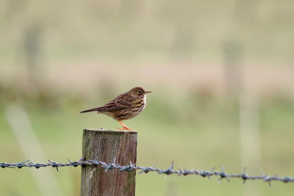 Meadow Pipit - ML609900193