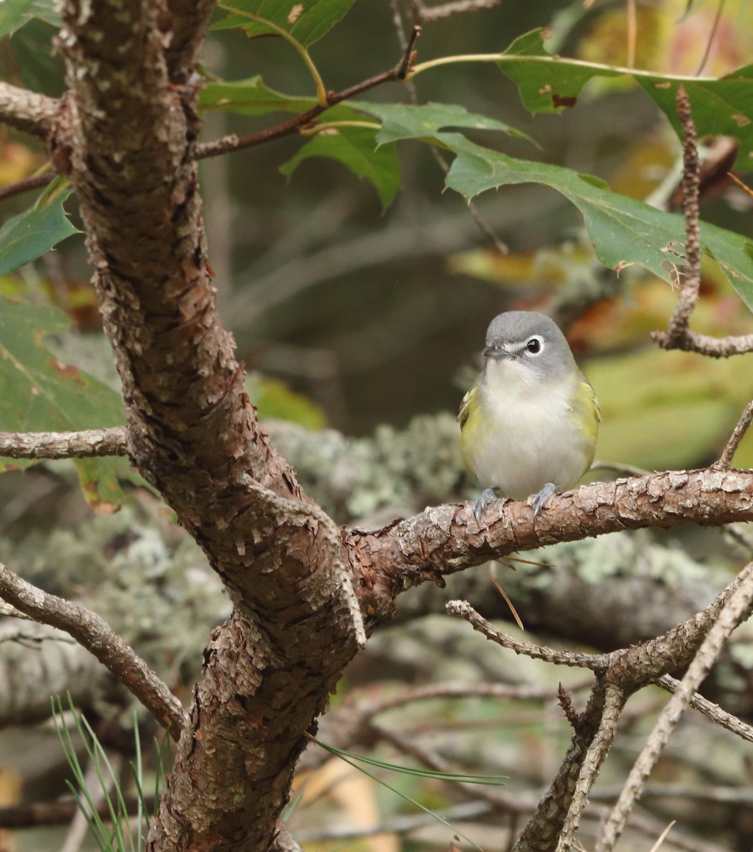 Blue-headed Vireo - ML609900435