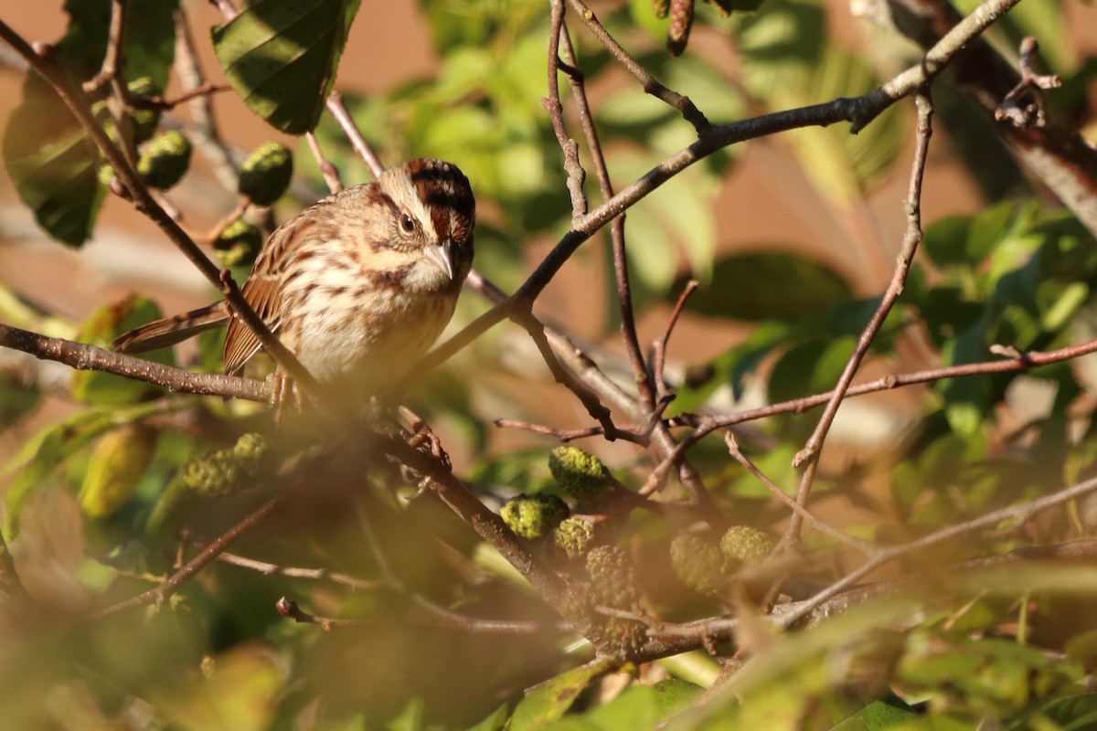 Song Sparrow - ML609900449