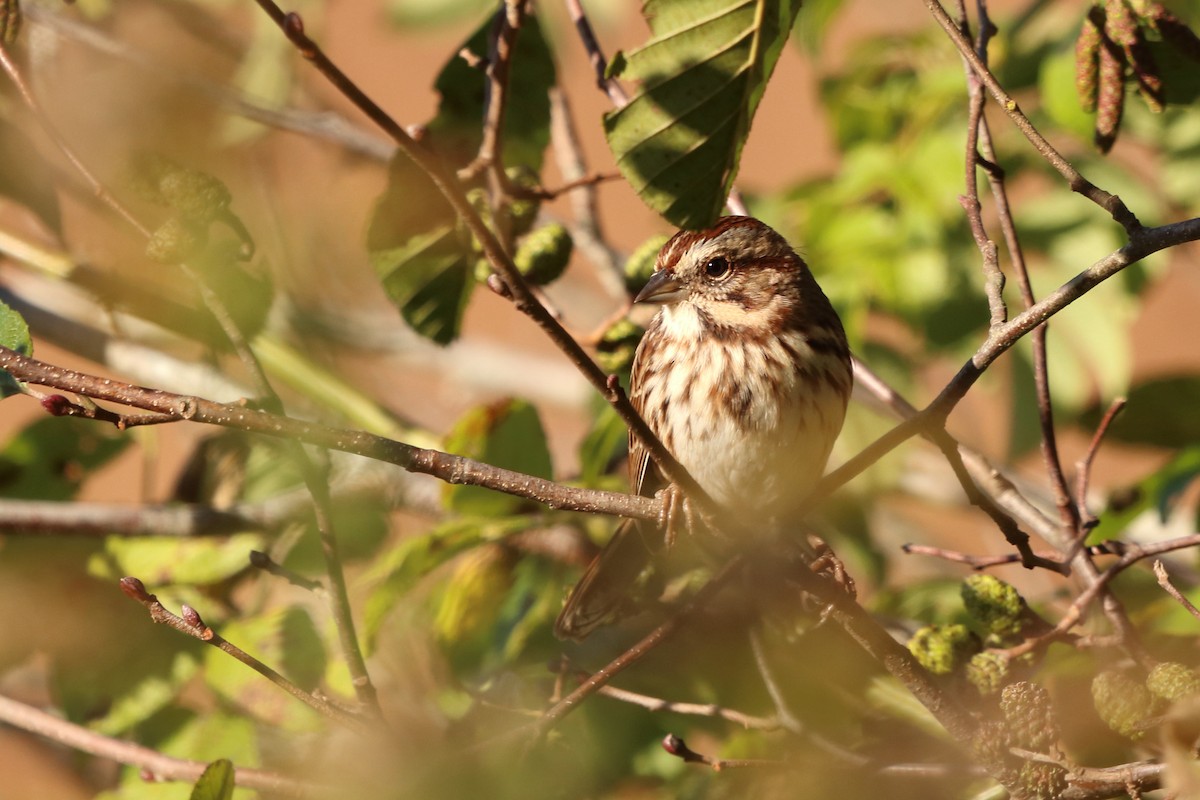 Song Sparrow - ML609900451