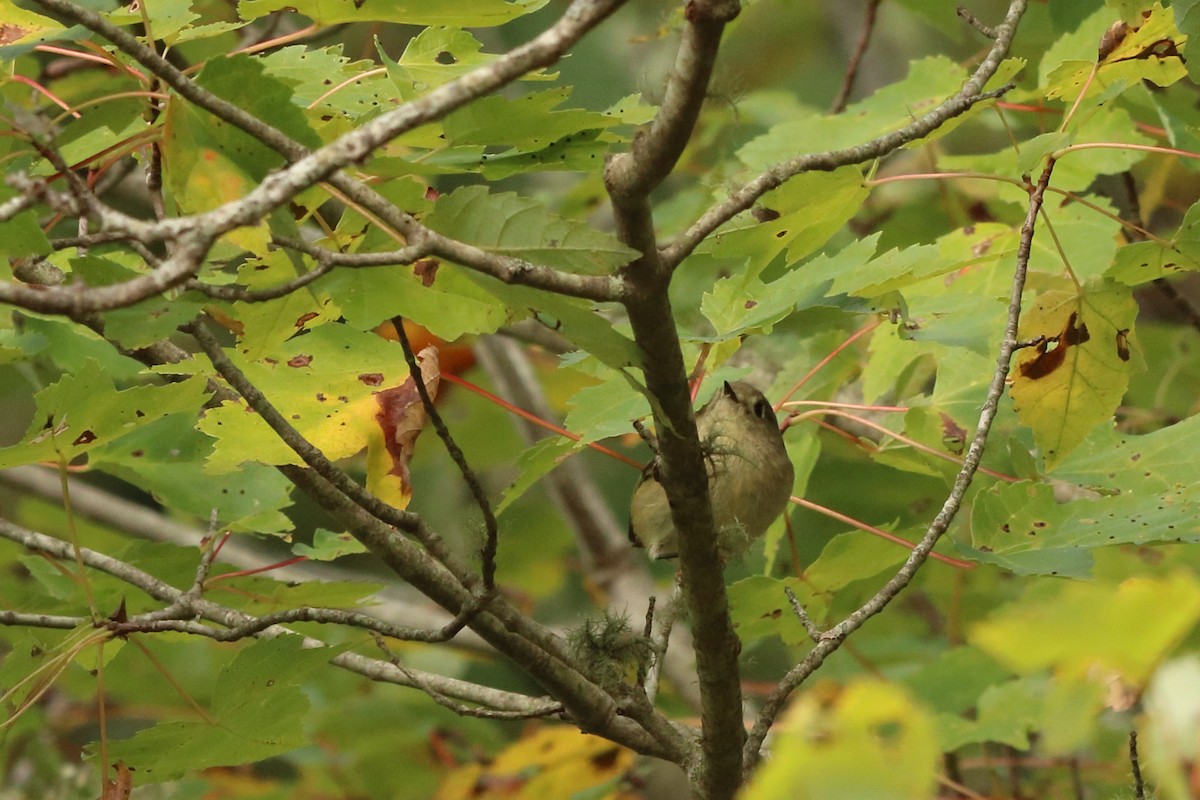 Ruby-crowned Kinglet - ML609900895