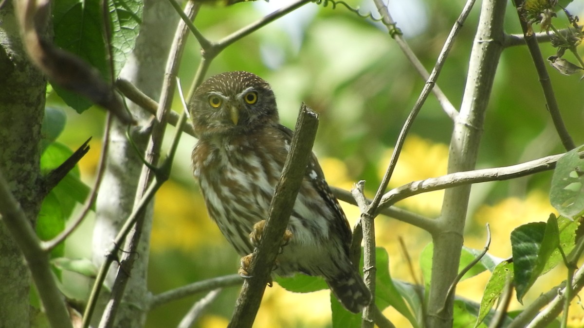 Ferruginous Pygmy-Owl - ML609900997