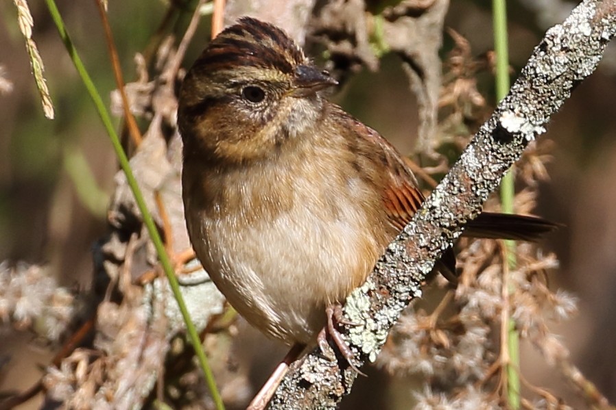 Swamp Sparrow - ML609901205