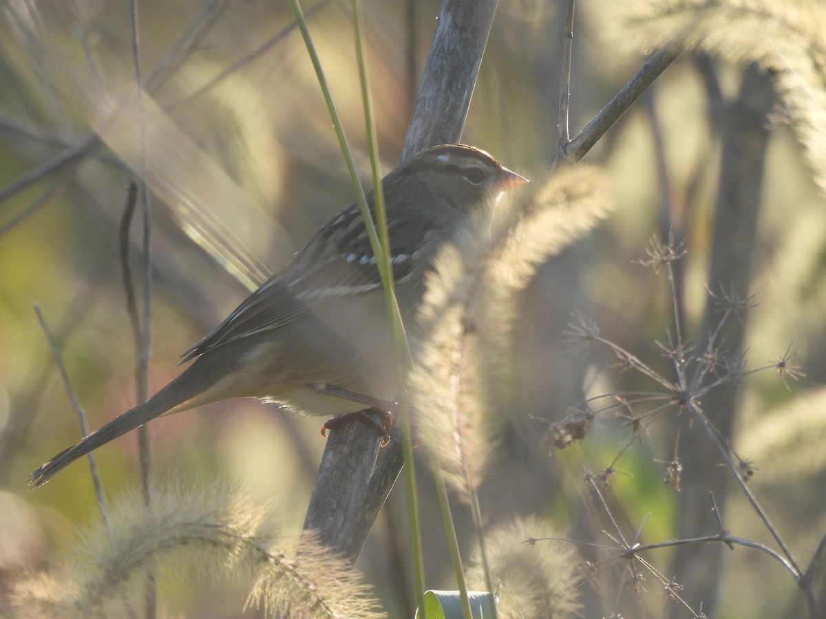 White-crowned Sparrow - Leah Kmiecik