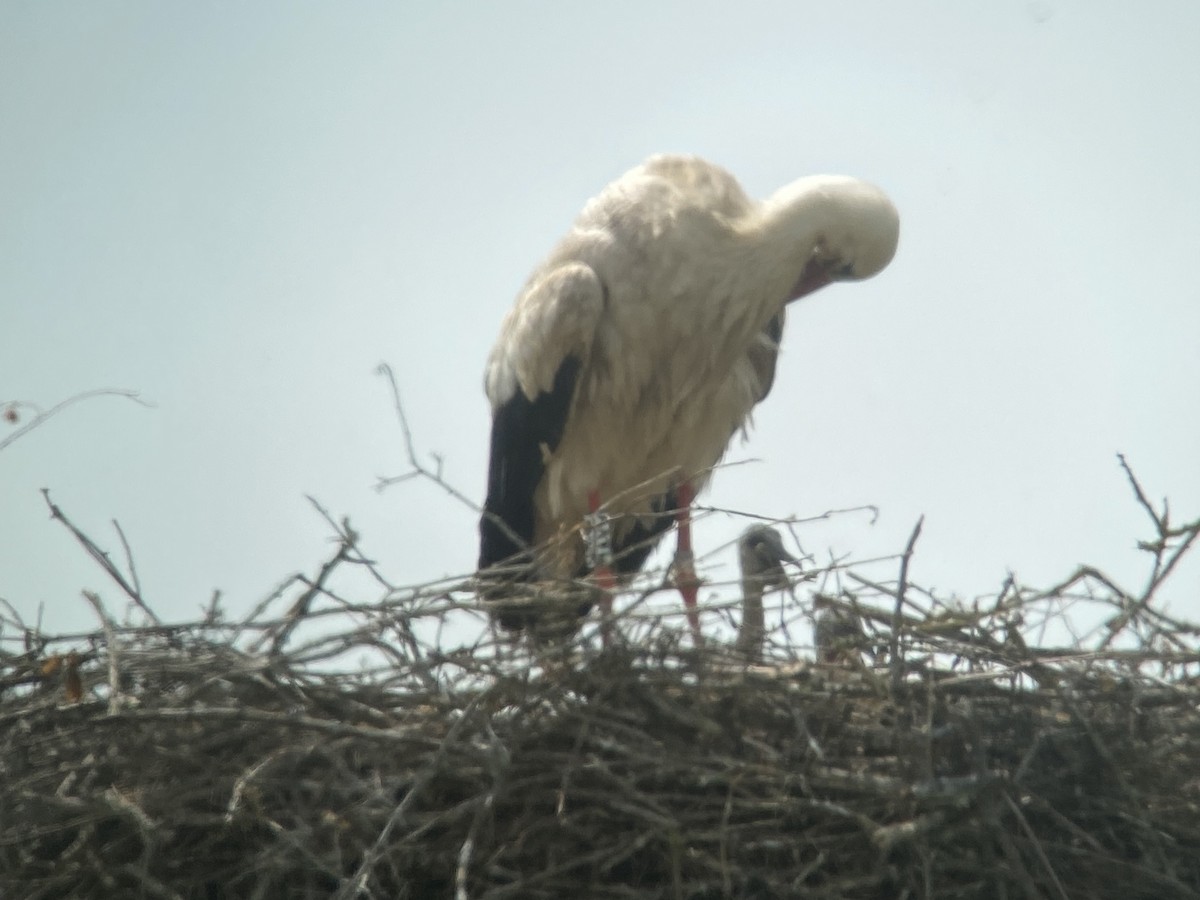 White Stork - ML609903096