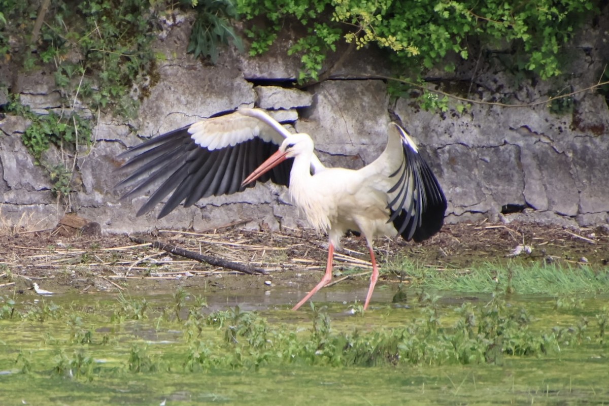 White Stork - ML609903097