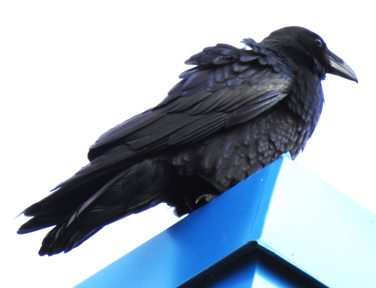 Common Raven - Lucio 'Luc' Fazio