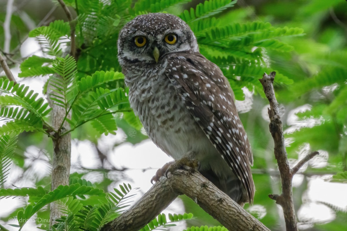 Spotted Owlet - ML609904022