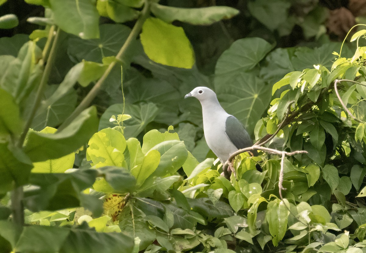 Island Imperial-Pigeon - ML609904167