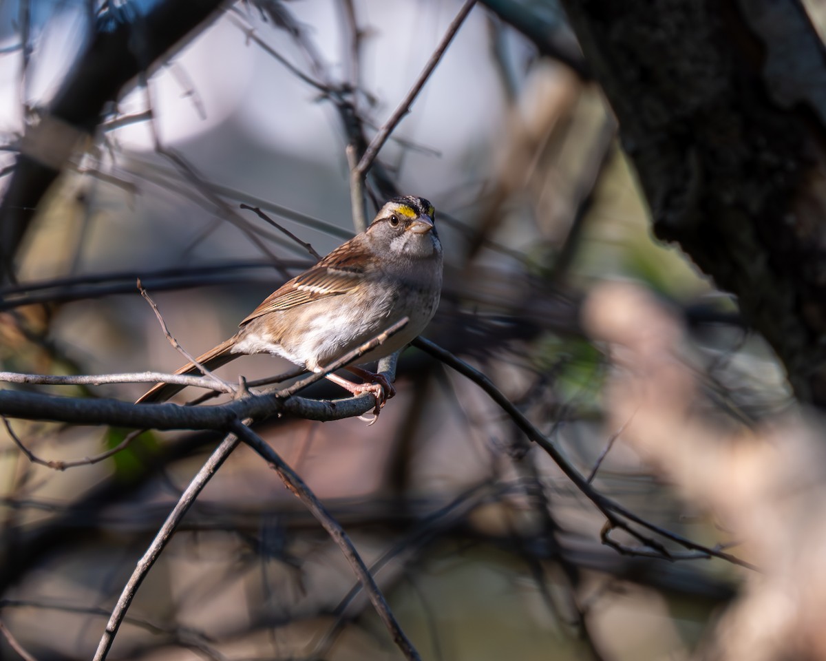White-throated Sparrow - ML609904813