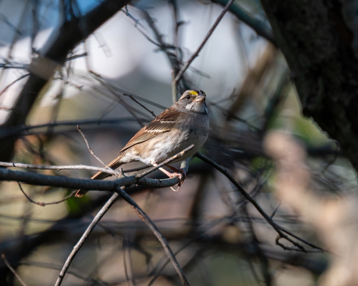 White-throated Sparrow - ML609904814