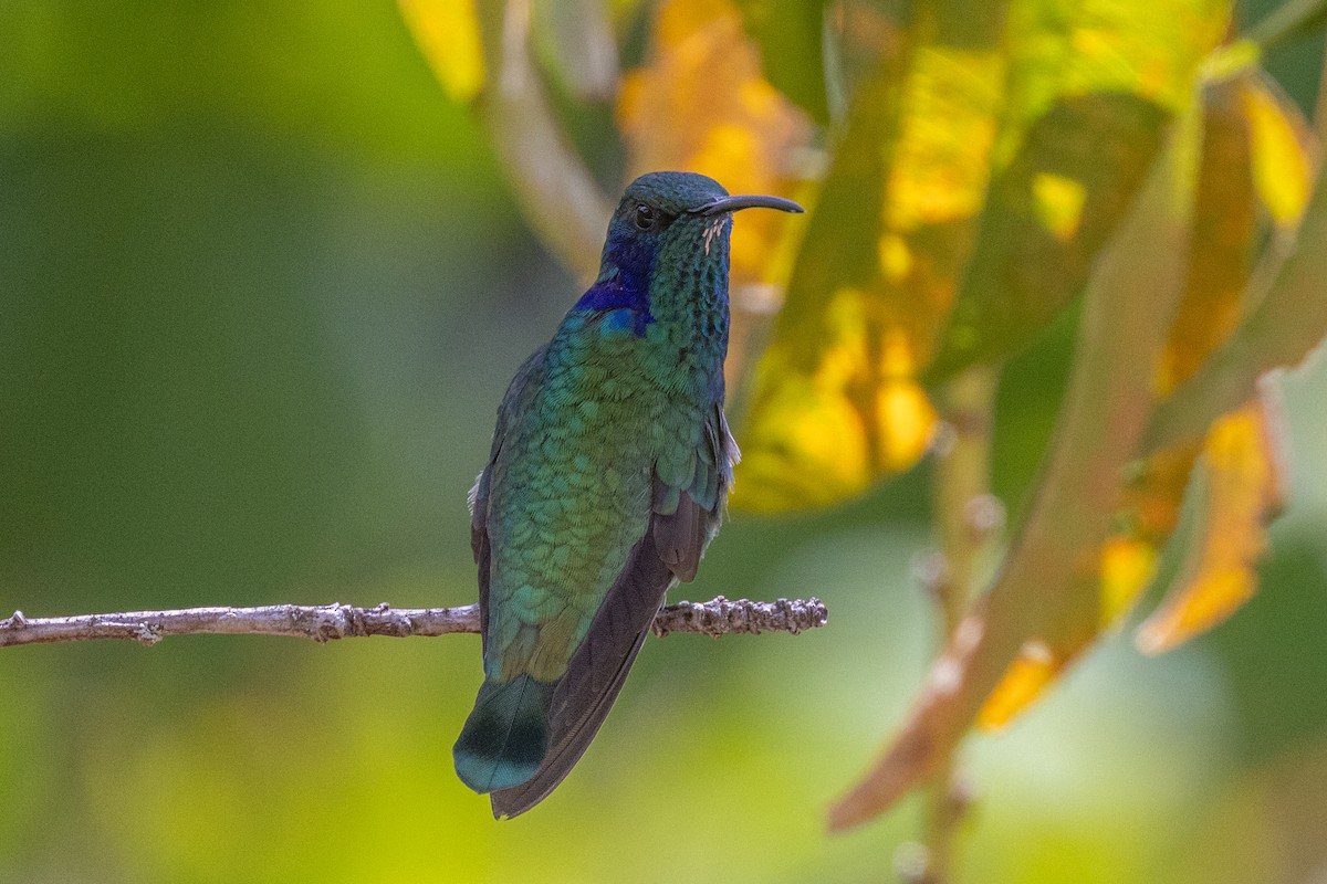 kolibřík modrouchý - ML609906239