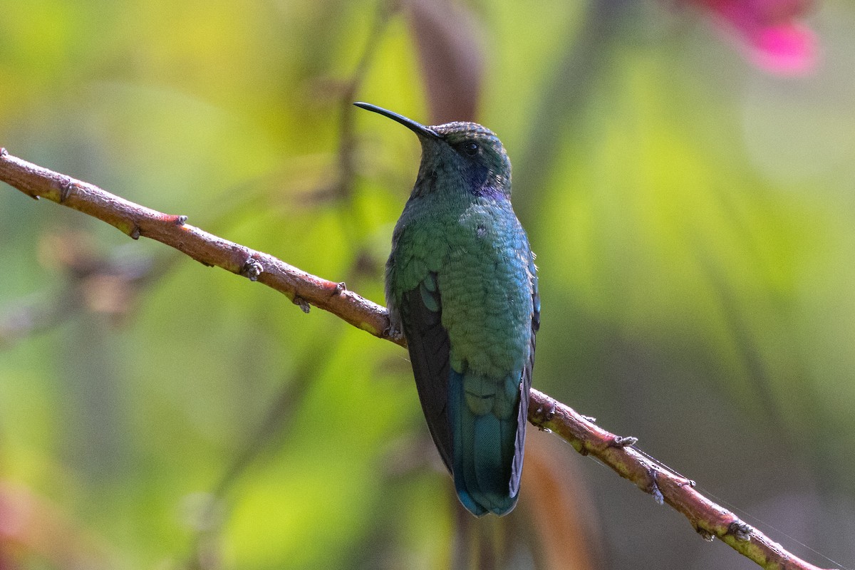 kolibřík modrouchý - ML609906240