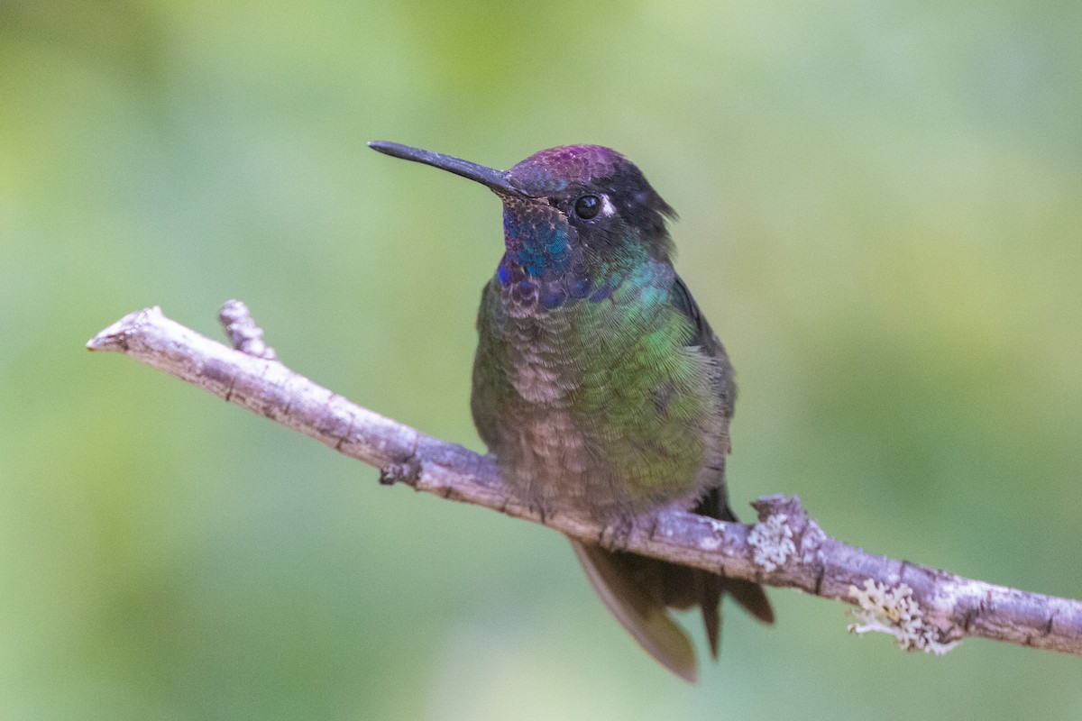 Talamanca Hummingbird - Colin Beattie