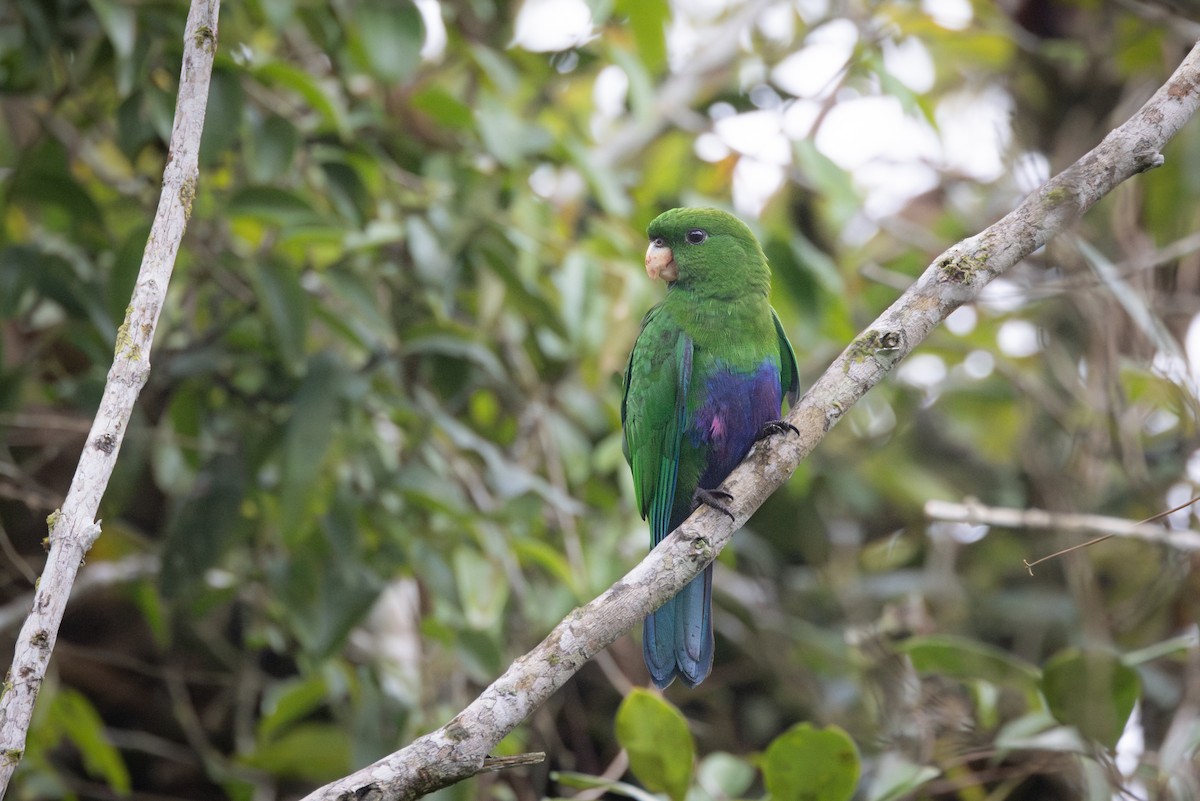 Blue-bellied Parrot - Stuart Kelly