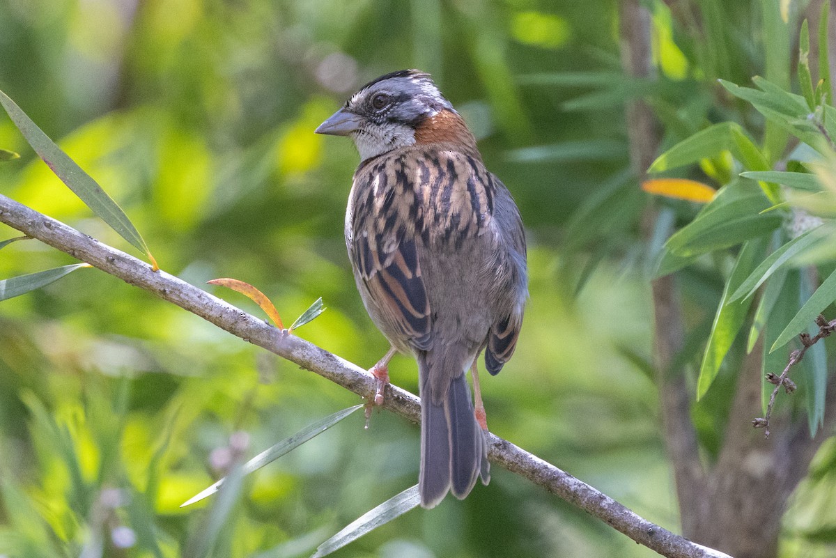 Rufous-collared Sparrow - Colin Beattie