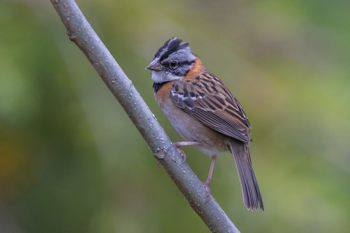 Rufous-collared Sparrow - ML609906325