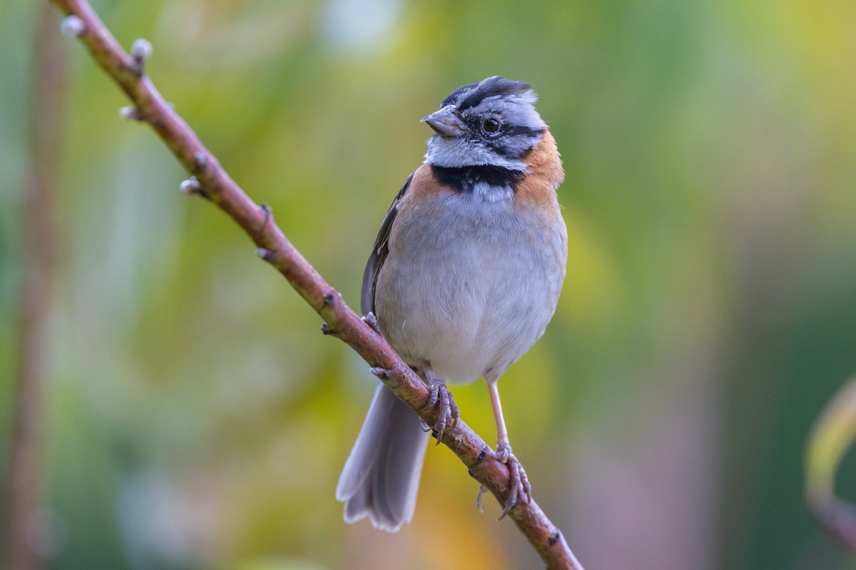 Rufous-collared Sparrow - Colin Beattie