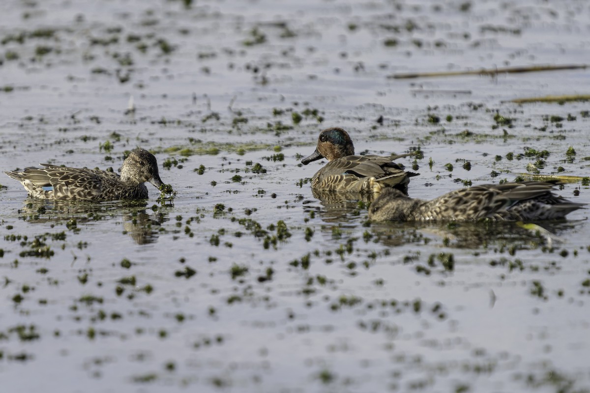 Green-winged Teal - ML609906384