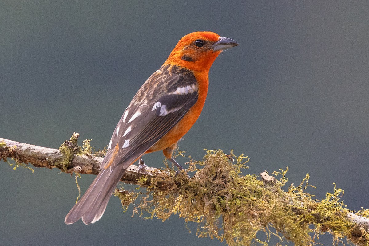 Flame-colored Tanager - ML609906387