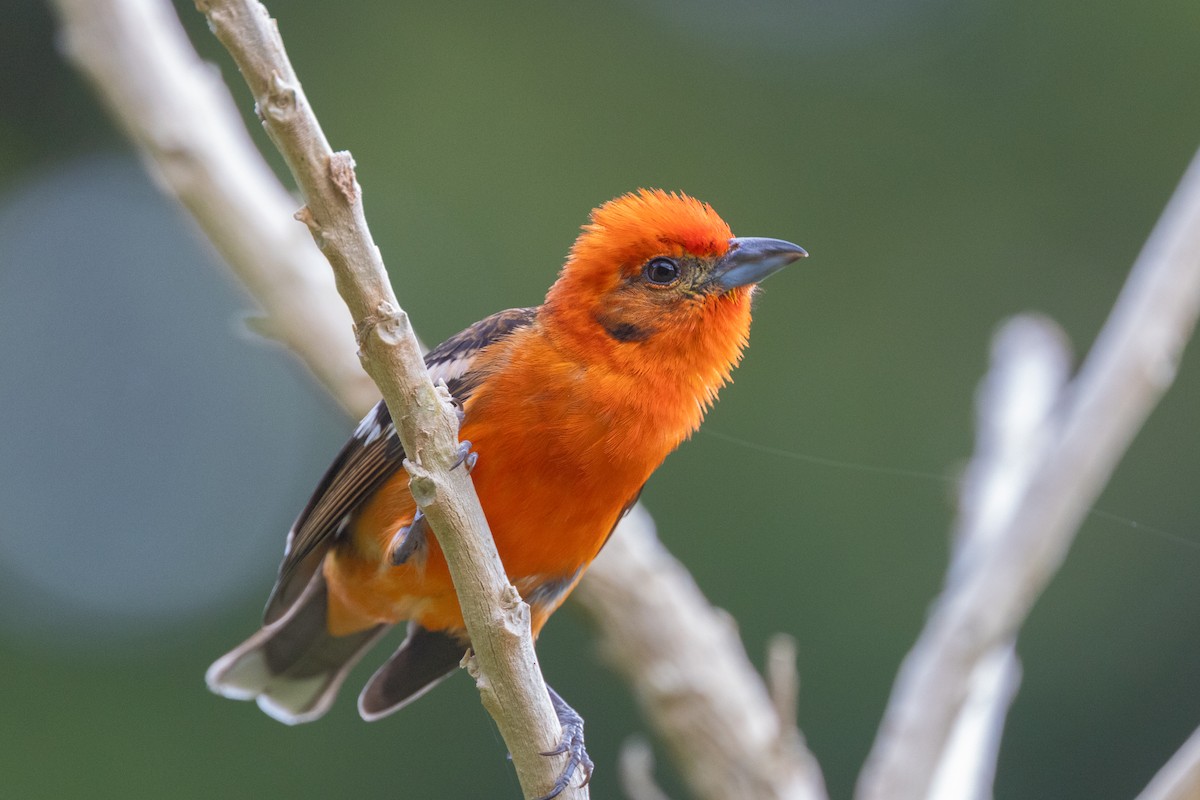 Flame-colored Tanager - ML609906389