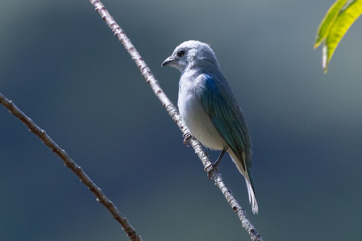 Blue-gray Tanager - ML609906405