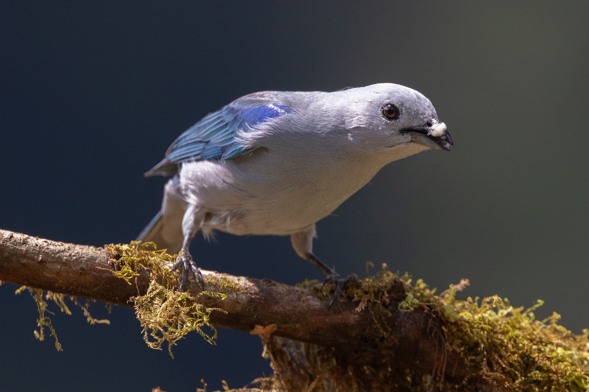 Blue-gray Tanager - Colin Beattie