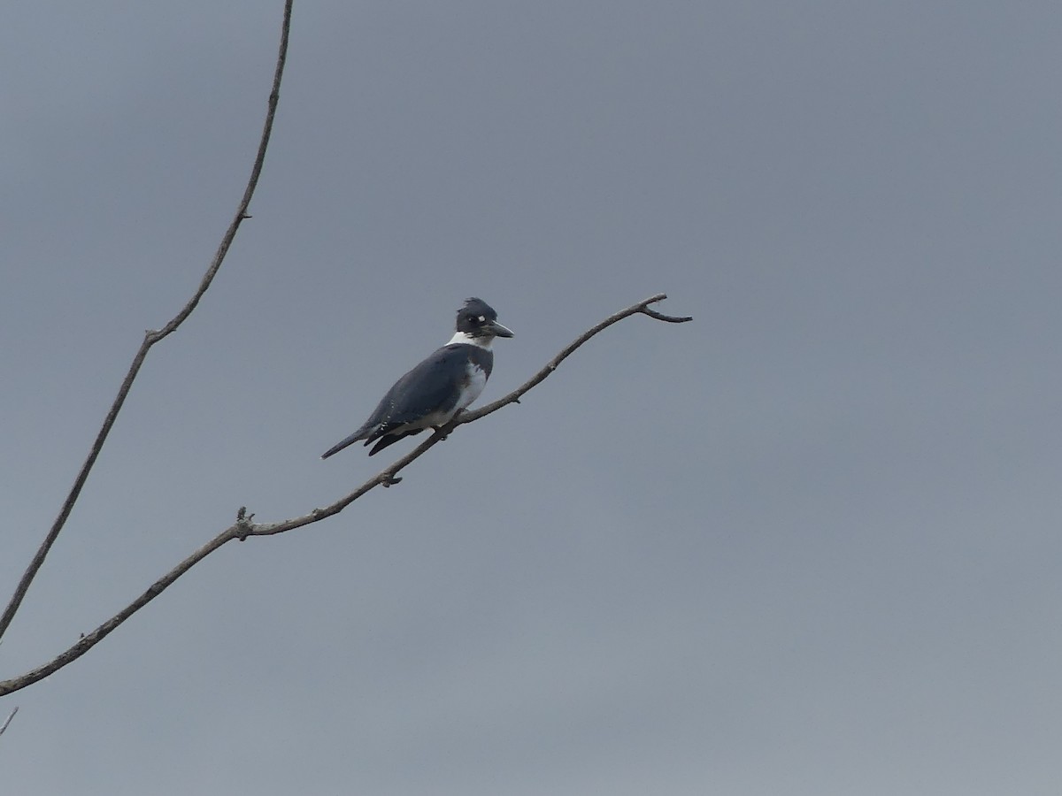 Belted Kingfisher - ML609906564