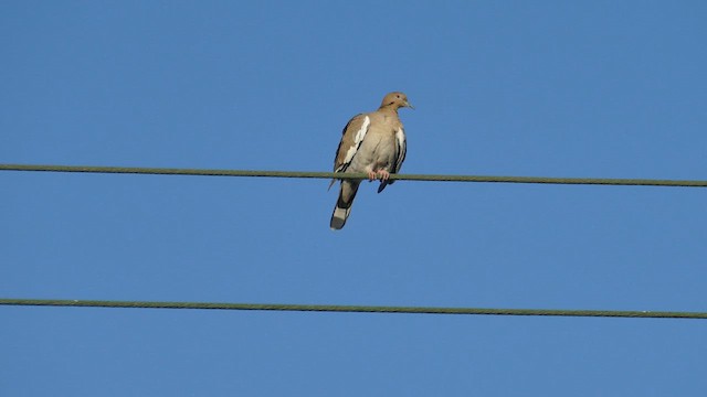 White-winged Dove - ML609906596