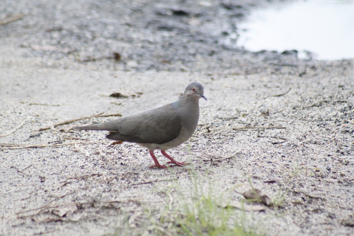 White-tipped Dove (brasiliensis Group) - ML609906603