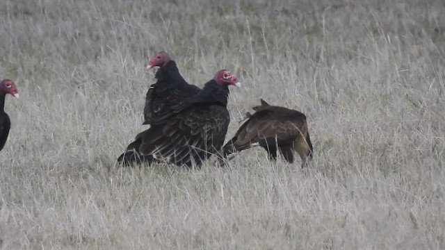 Turkey Vulture - ML609907074