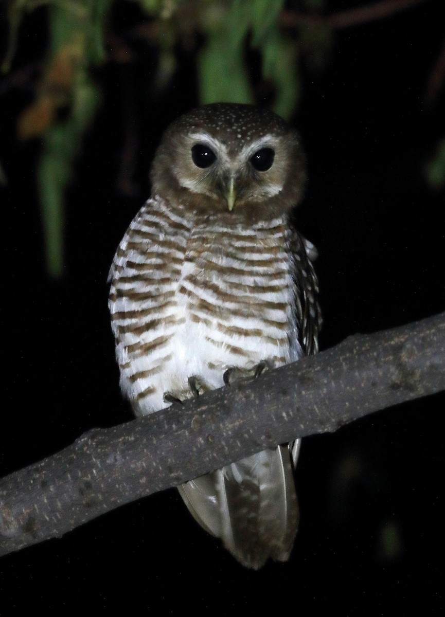 White-browed Owl - ML609907865