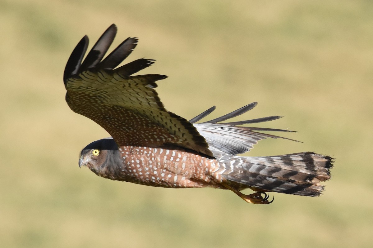 Spotted Harrier - ML609908241