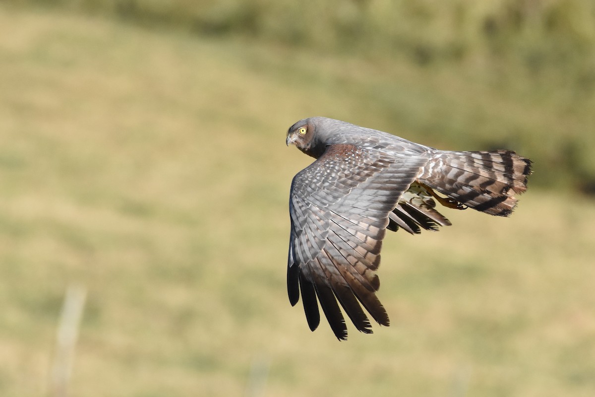 Spotted Harrier - ML609908242