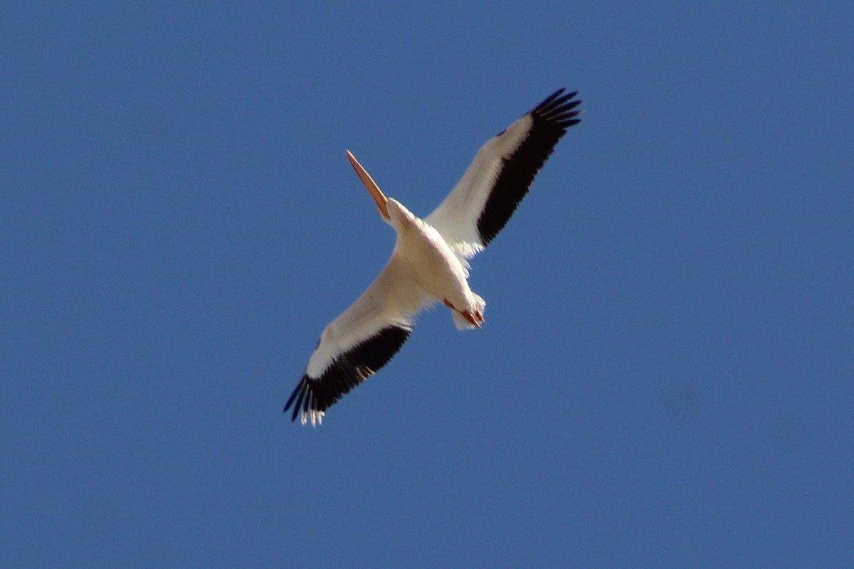 American White Pelican - ML609908711