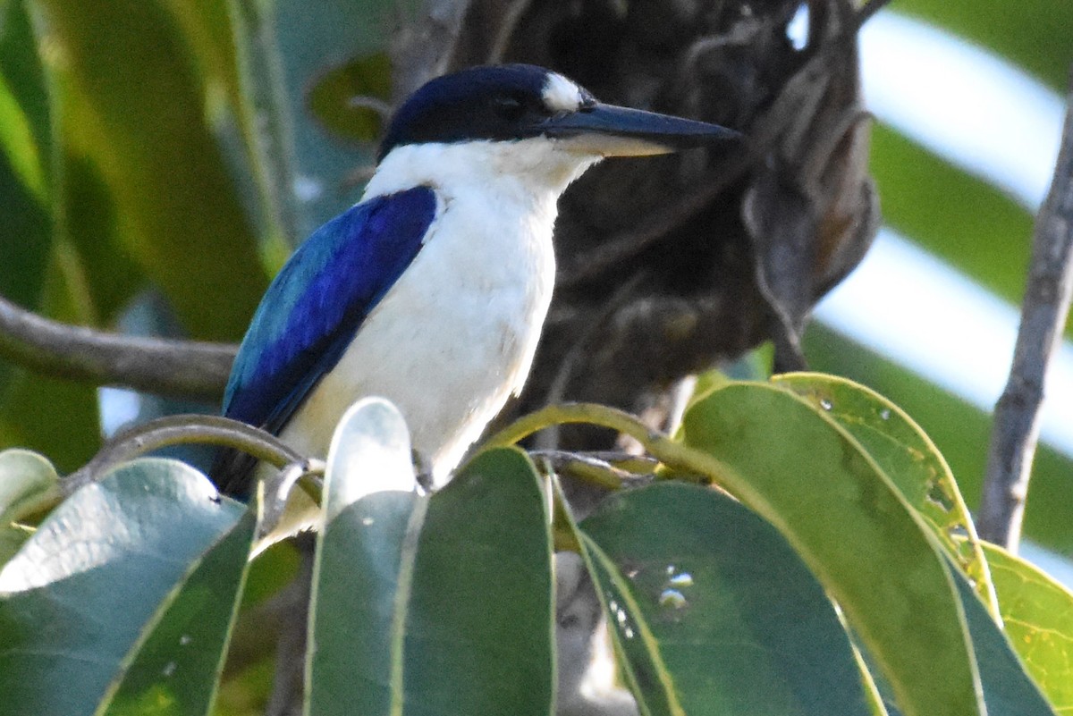 Forest Kingfisher - ML609908780