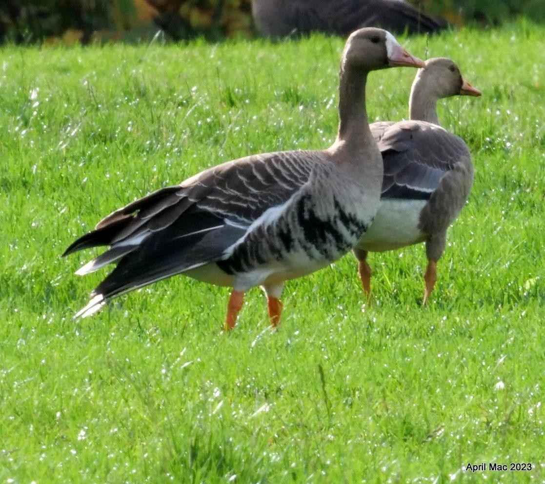 Greater White-fronted Goose - ML609908896