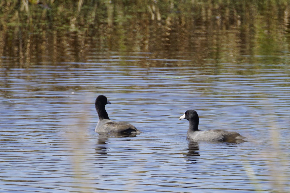 American Coot - Bill Frost