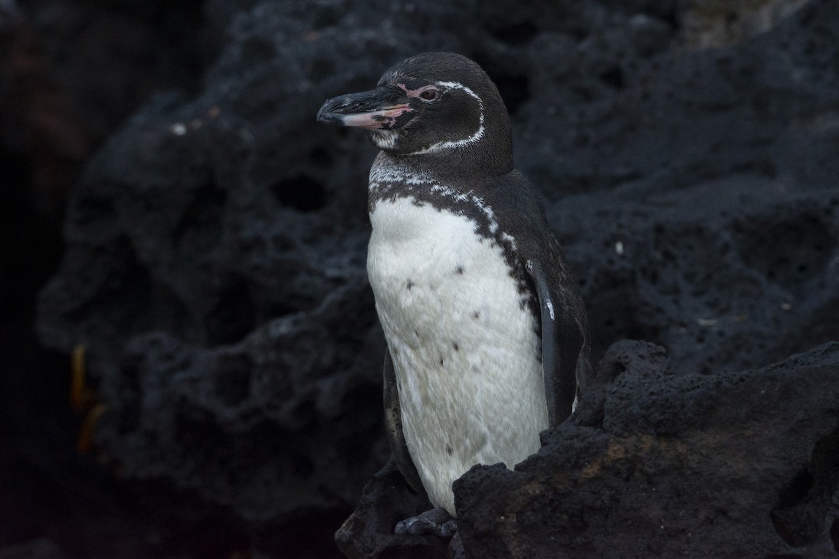 Галапагосский пингвин - ML609909188