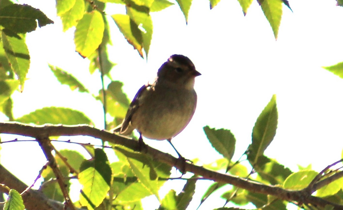 White-crowned Sparrow - Adair Bock