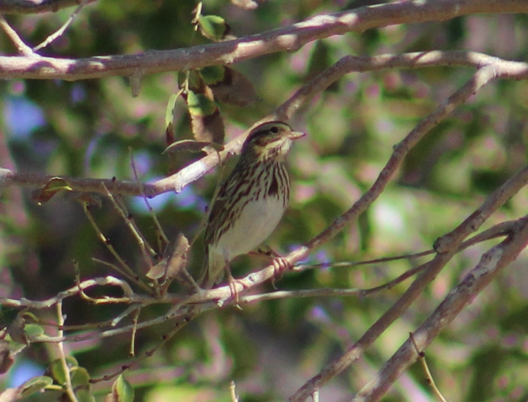 Savannah Sparrow (Savannah) - ML609909436