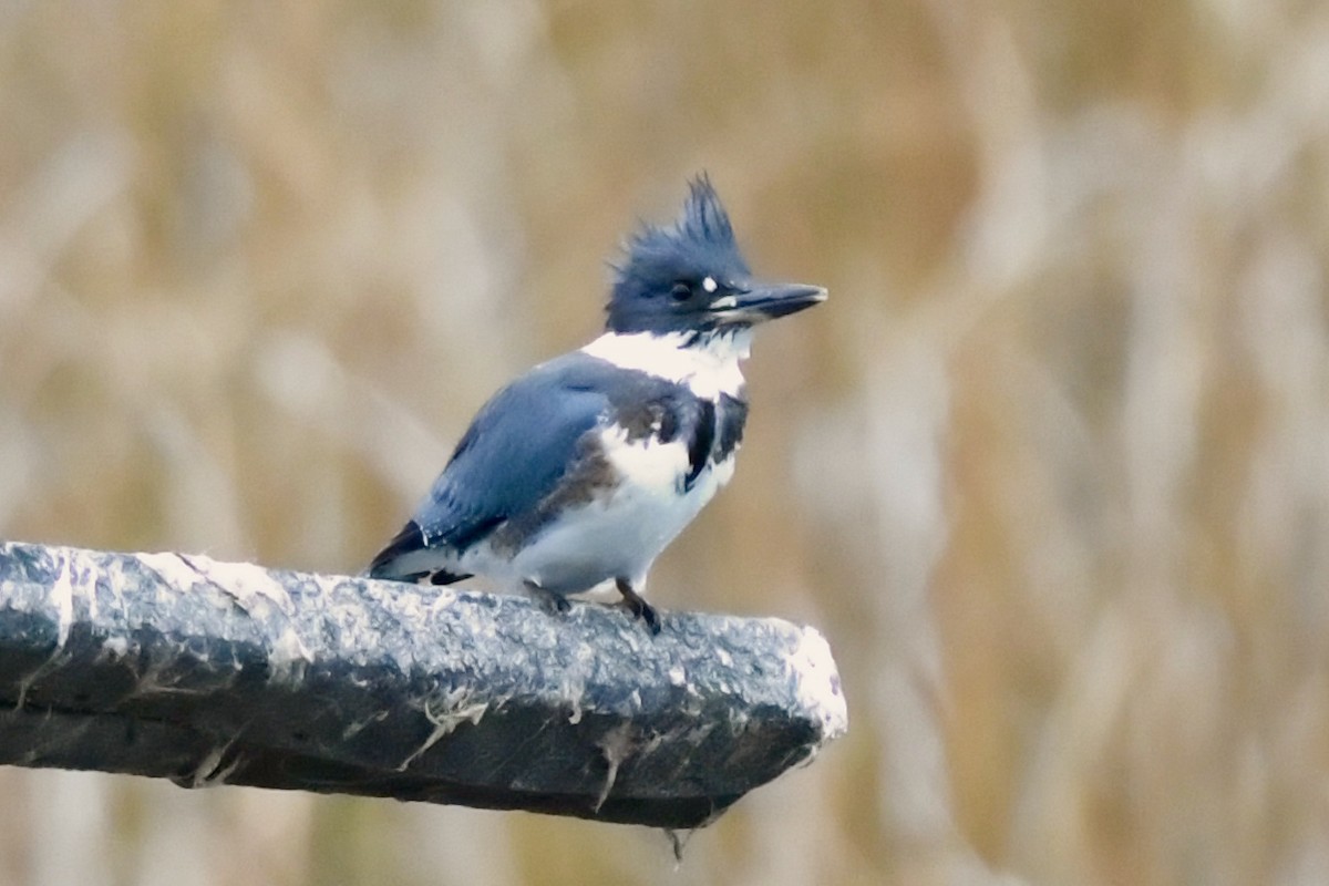 Belted Kingfisher - ML609909545