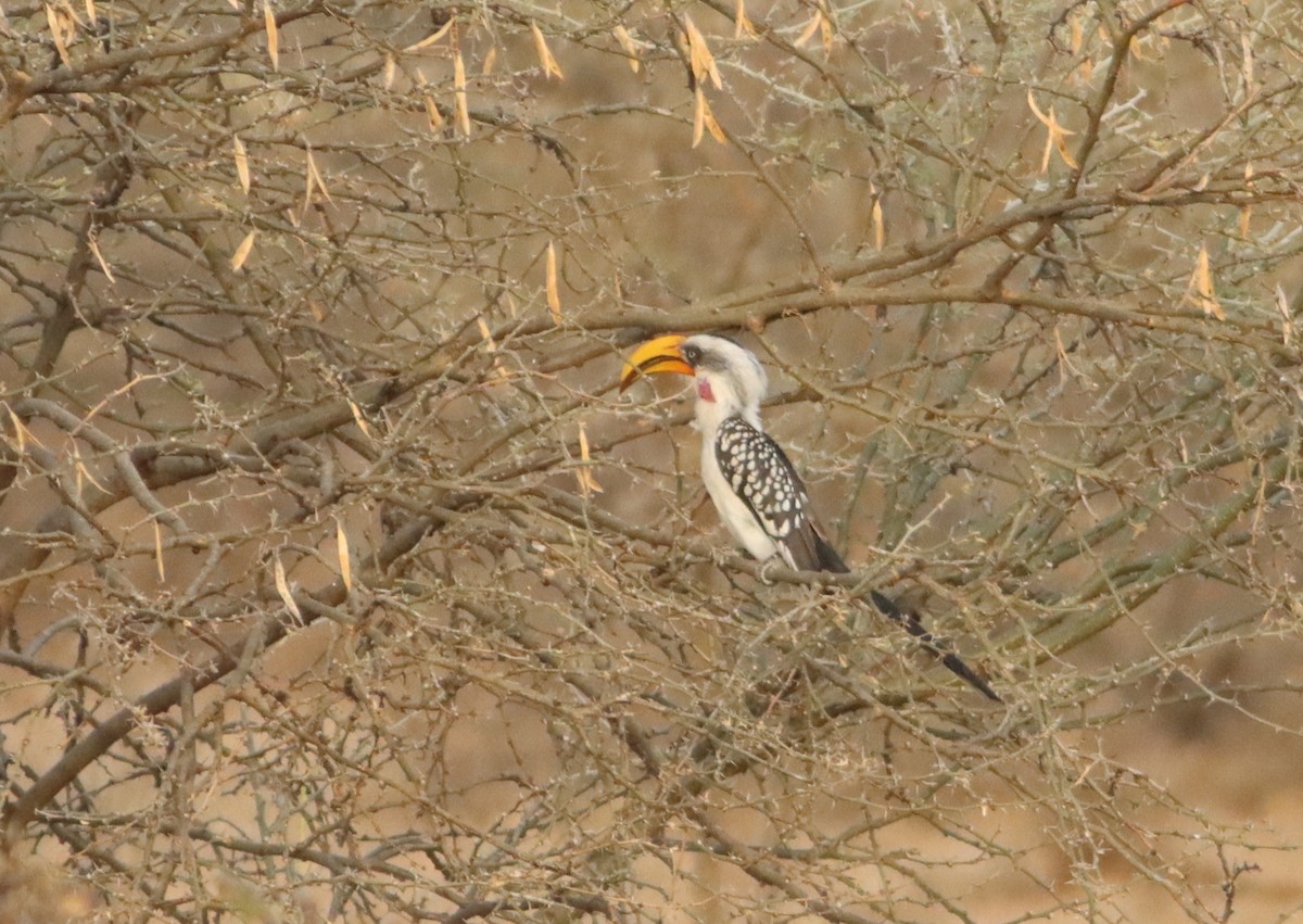 Eastern Yellow-billed Hornbill - Thomas Plath
