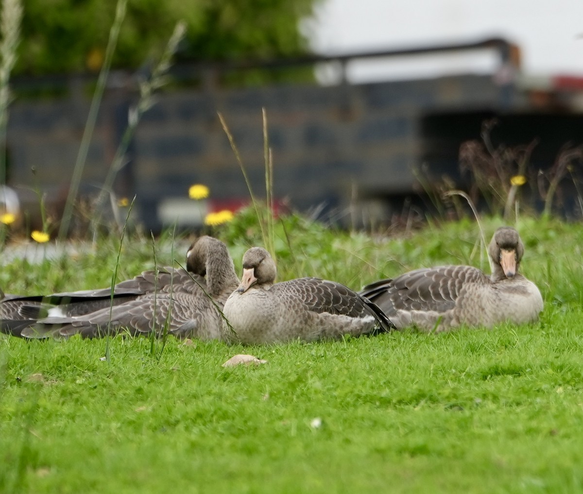 Greater White-fronted Goose (Western) - ML609909826