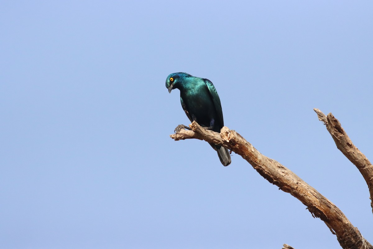Greater Blue-eared Starling - ML609909910