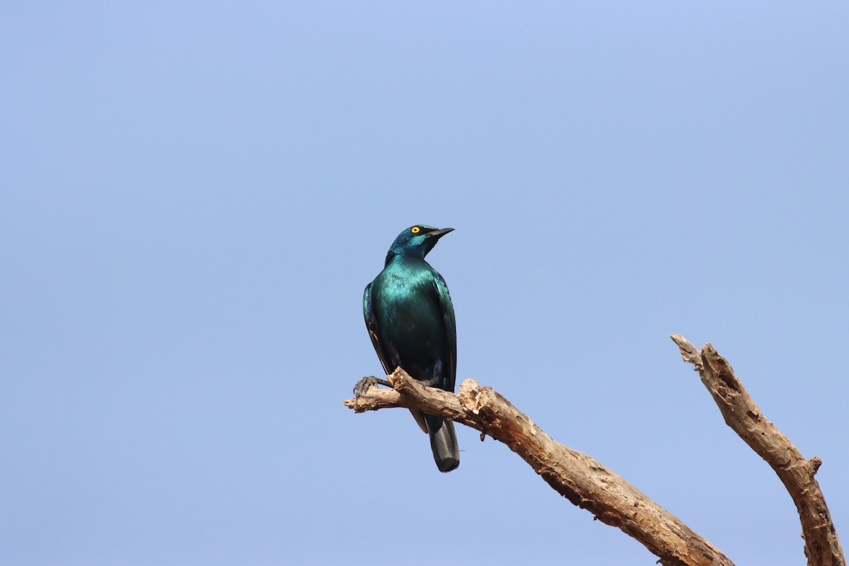 Greater Blue-eared Starling - Thomas Plath